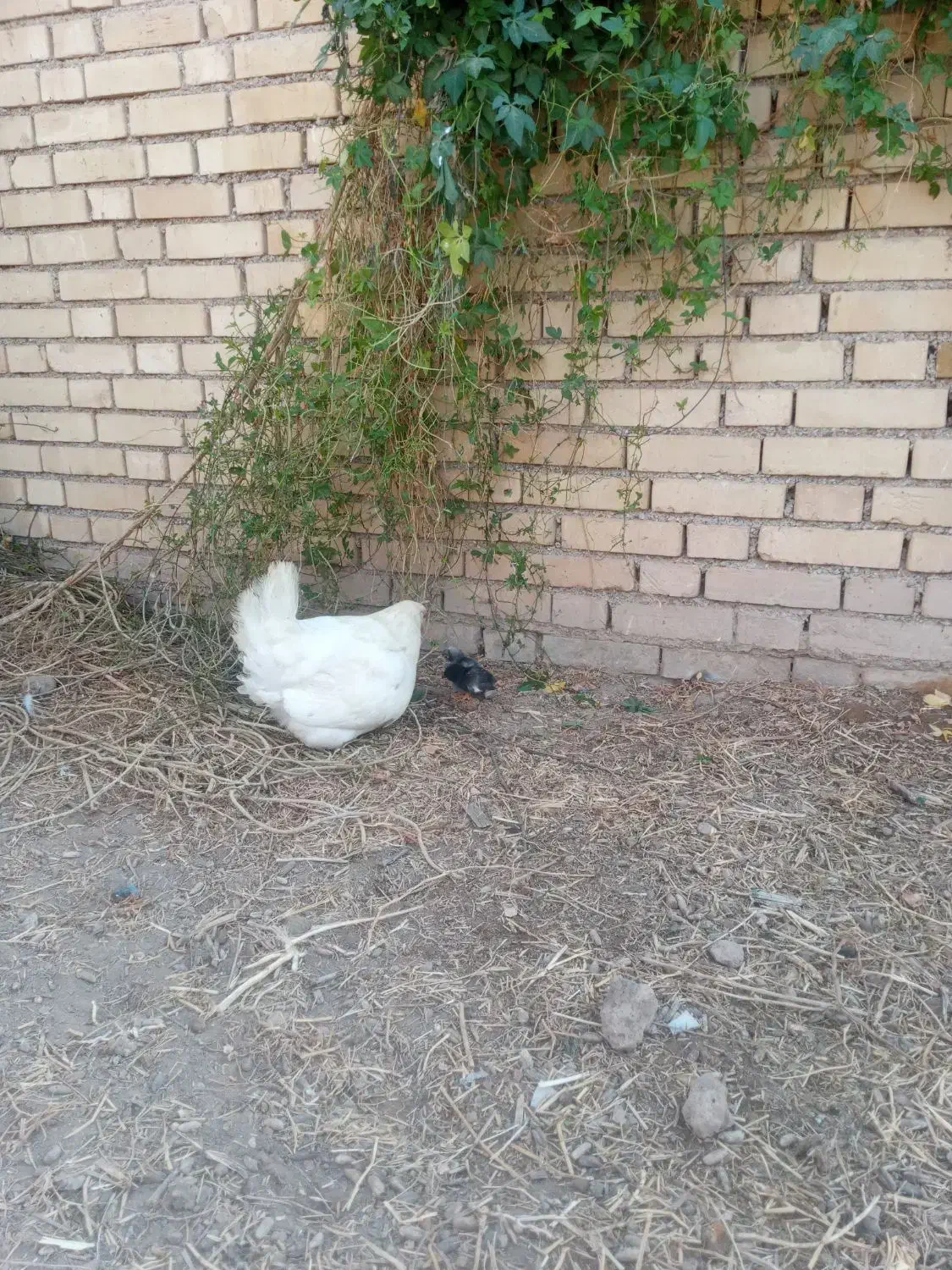 مرغ و جوجه عربی|حیوانات مزرعه|حمیدیه, |دیوار