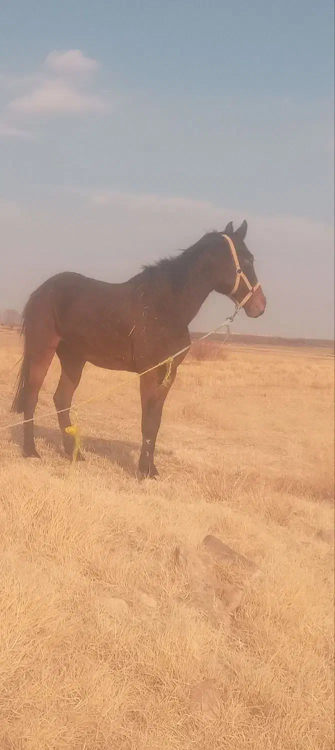 اسب جوان بهترین نژاد|اسب و تجهیزات اسب‌سواری|دلبران, |دیوار