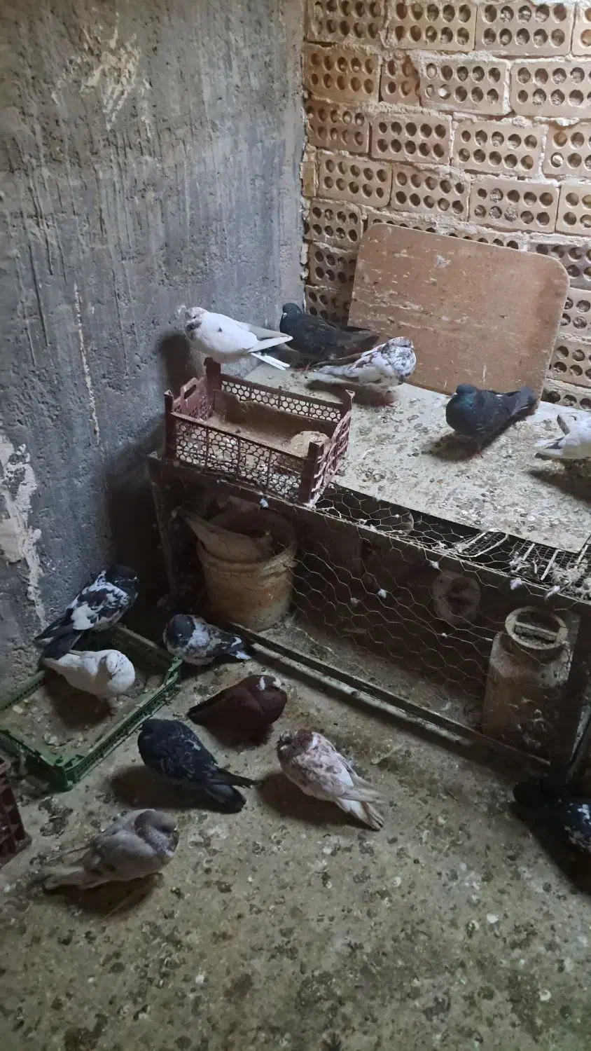 کفتر|پرنده|یزد, |دیوار