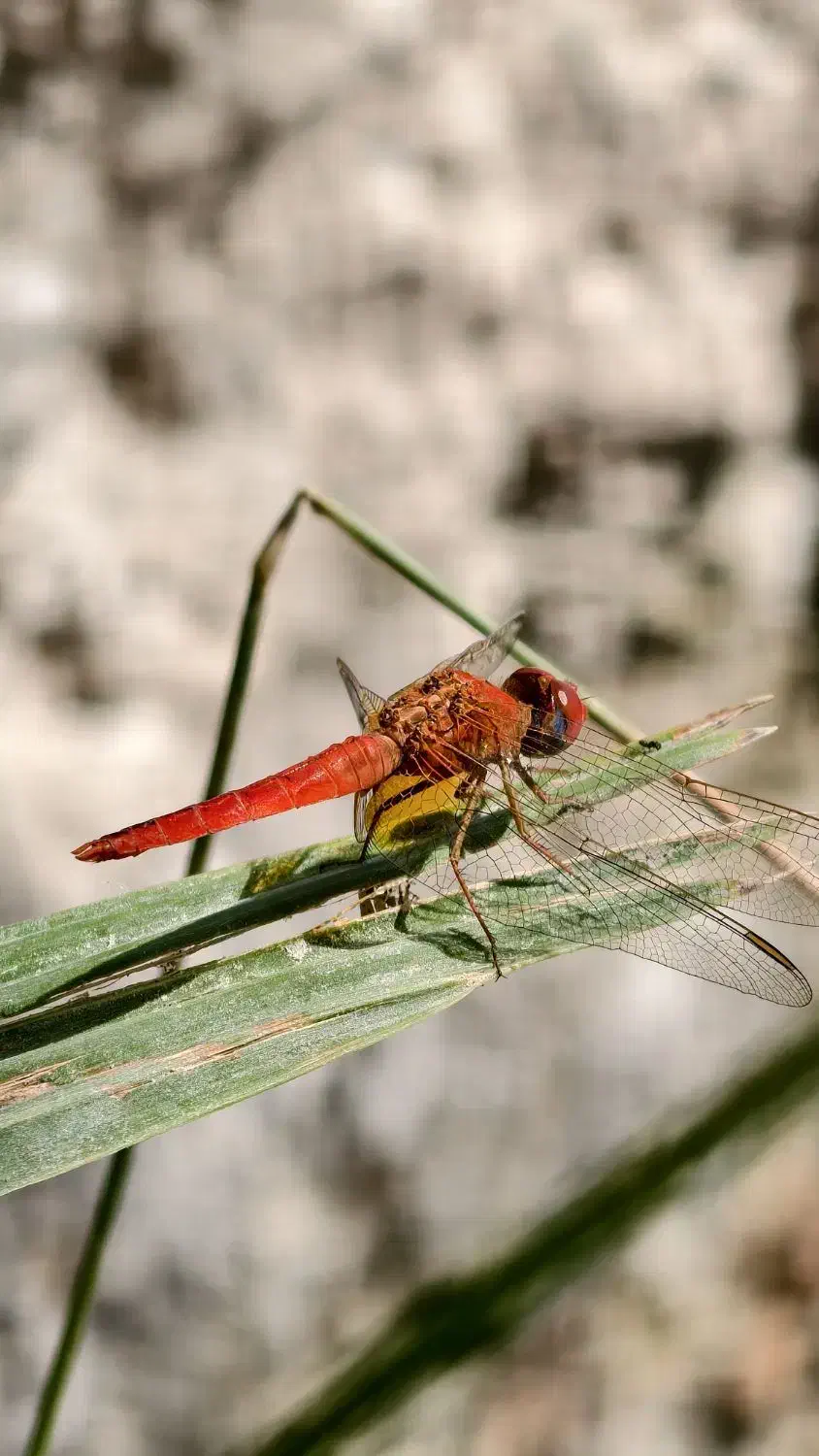 vivo x200pro گوشی دوربین محور|موبایل|چابهار, |دیوار