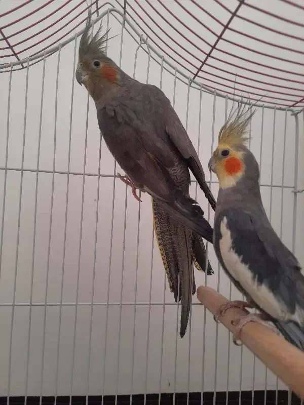 جفت عروس هلندی مولد|پرنده|مسجد سلیمان, |دیوار