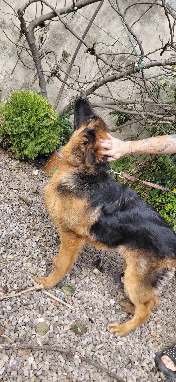 ژرمن شولاین اصیل|سگ|چالوس, |دیوار