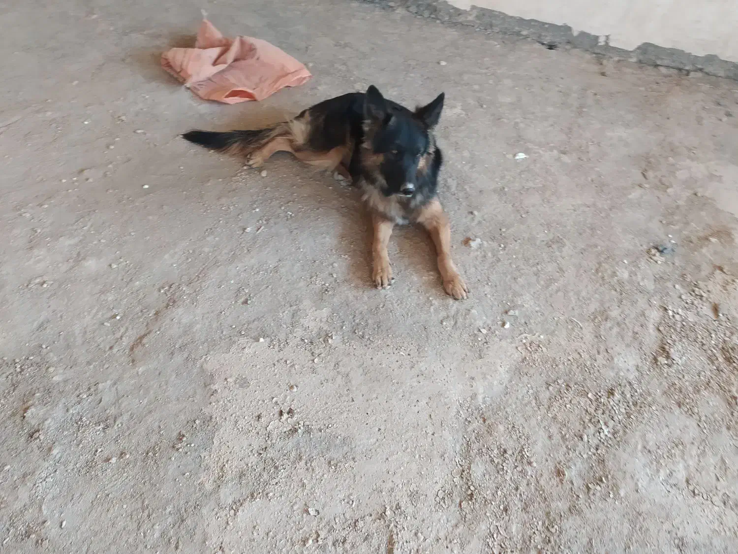 فروش سگ ژرمن|سگ|فولادشهر, B2|دیوار