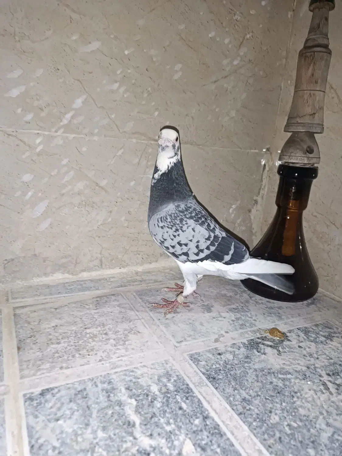 نمایشی|پرنده|برازجان, |دیوار