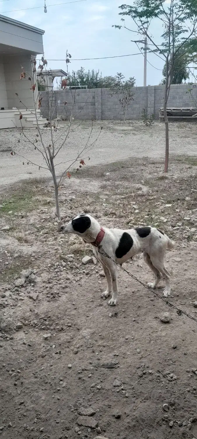 سگ ماده محلی نگهبان|سگ|گنبد کاووس, |دیوار