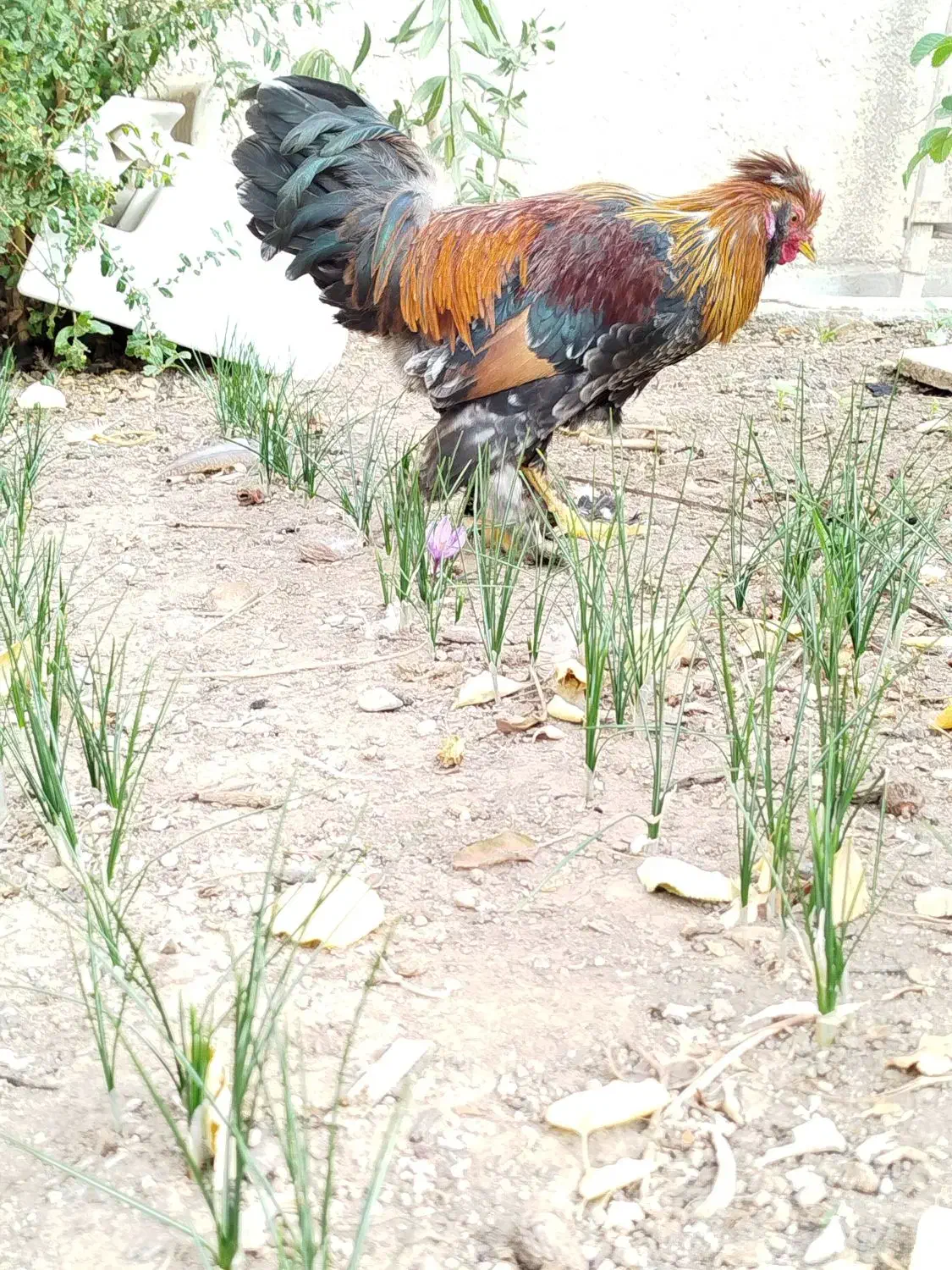 خروس تزئینی.|حیوانات مزرعه|تربتحیدریه, فرمانداری|دیوار