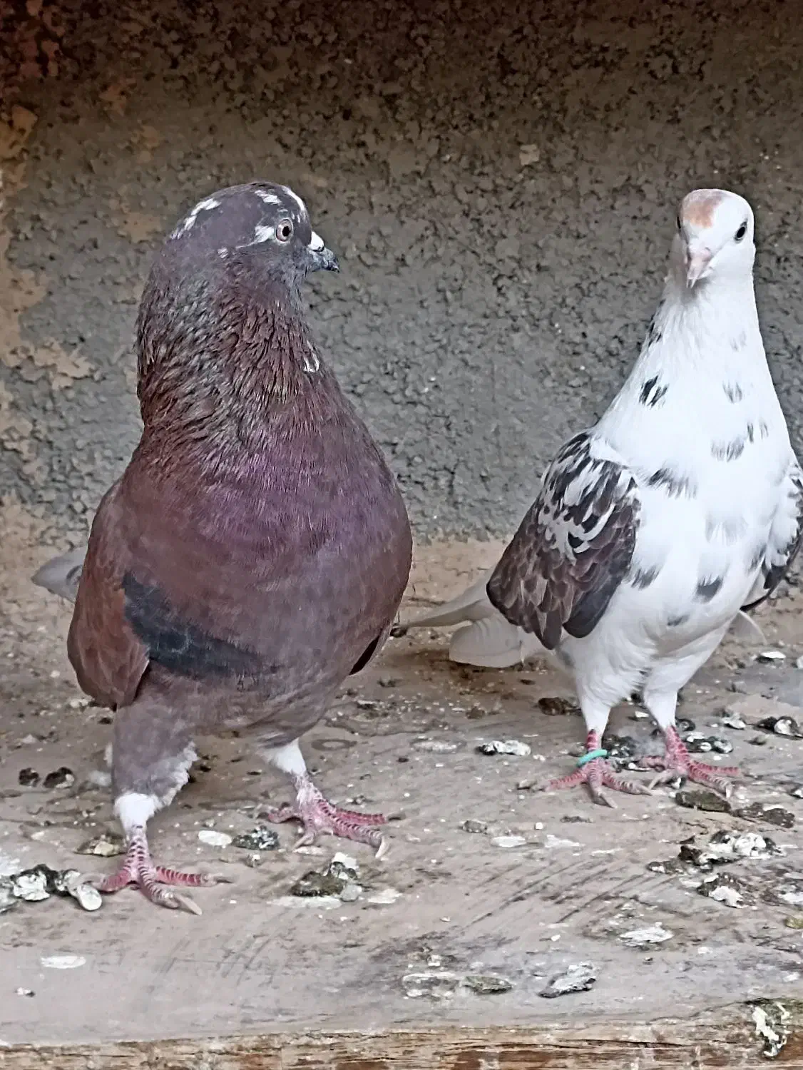 کفتر فروشی اطراف رباط کریم|پرنده|رباط‌کریم, حصار مهتر|دیوار