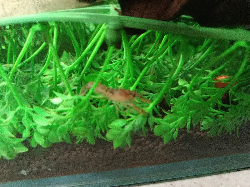 کامبارلوس آبی|ماهی|تهران, قیام|دیوار