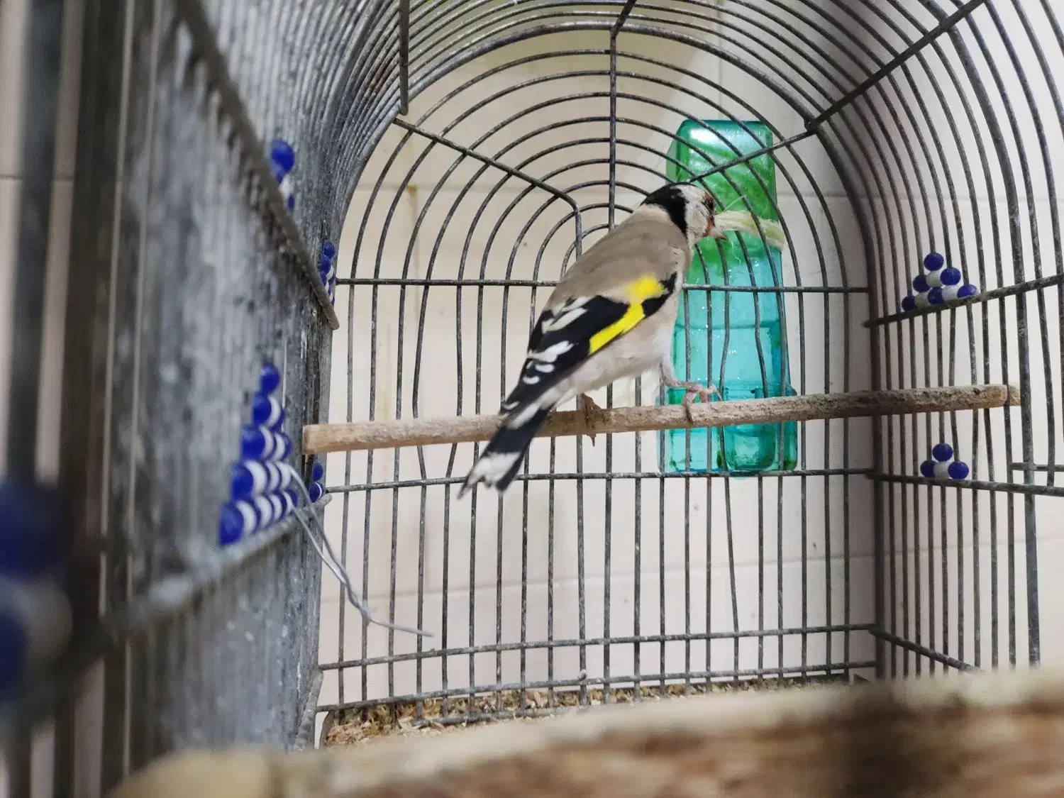 سهره|پرنده|سیسخت, |دیوار