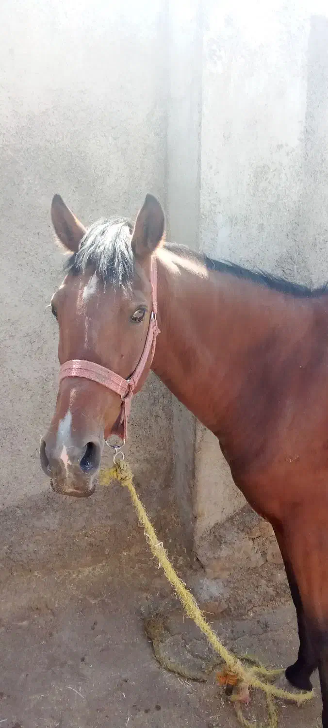 مادیان|اسب و تجهیزات اسبسواری|خرمآباد, |دیوار