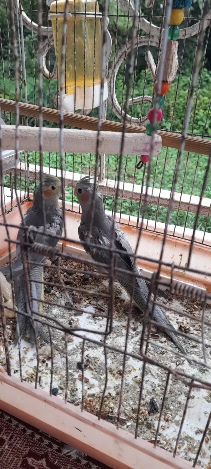 عروس هلندی|پرنده|سنگر, |دیوار