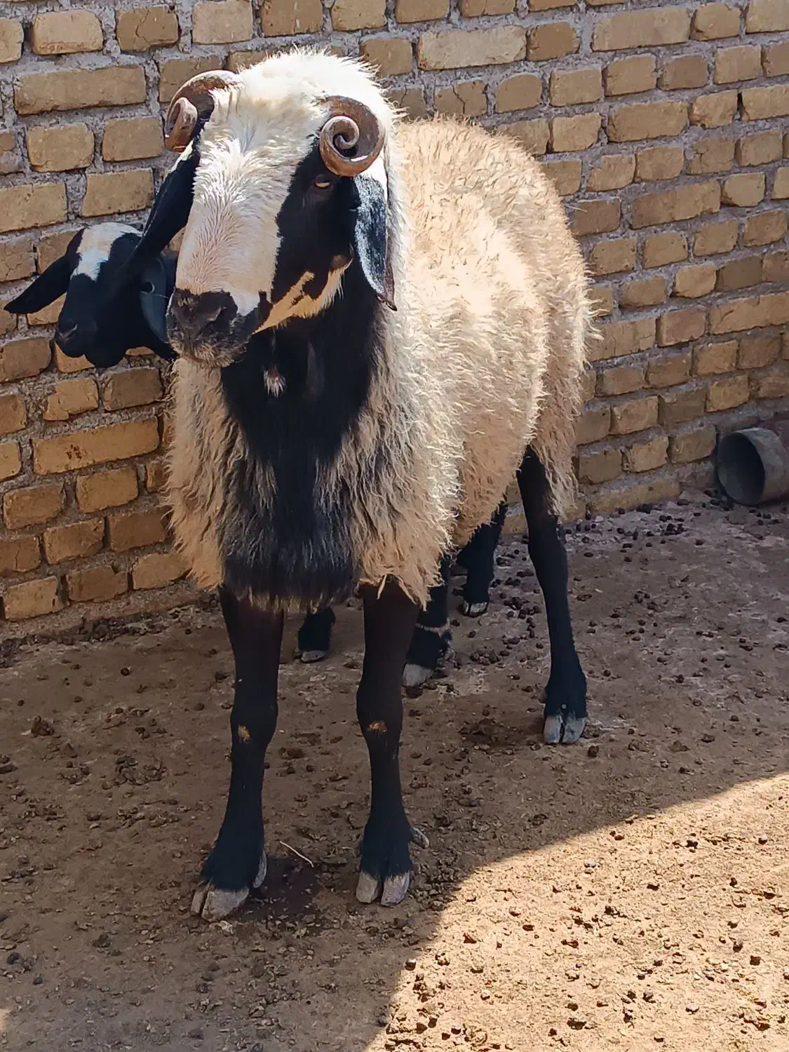 قوچ نژاد دار آماده|حیوانات مزرعه|اقبالیه, |دیوار