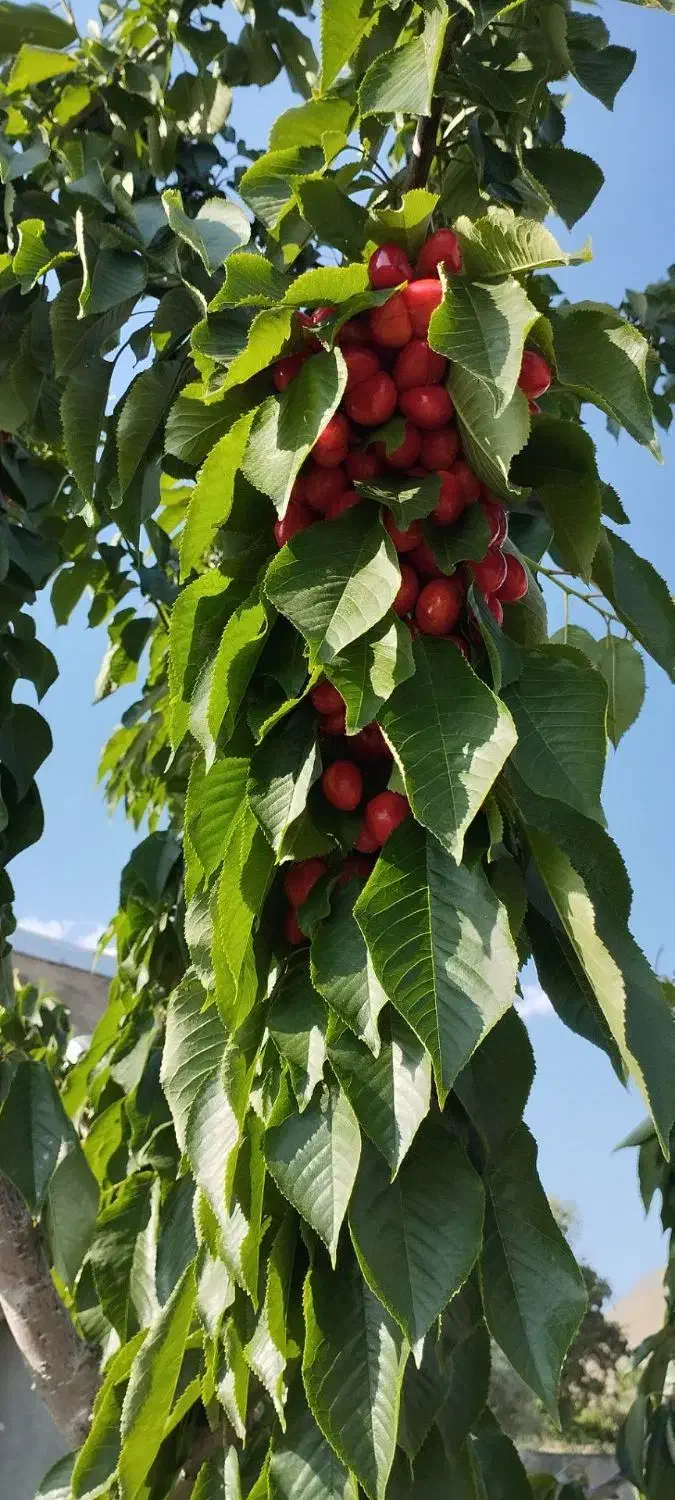 زمین کشاورزی|فروش دفتر صنعتی، کشاورزی، تجاری|سنندج, |دیوار