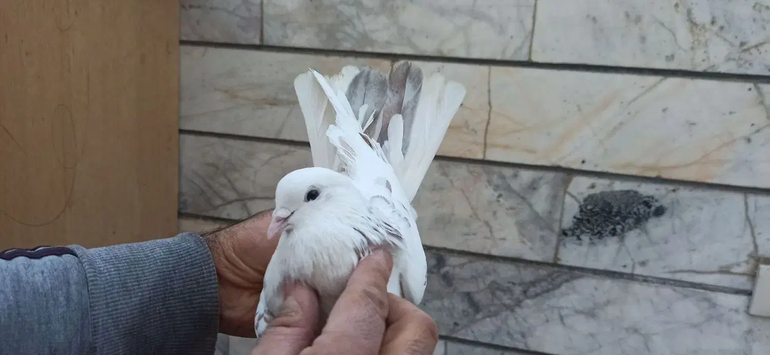 کفتر پرشی غریب گیری|پرنده|محمدشهر, ولدآباد|دیوار