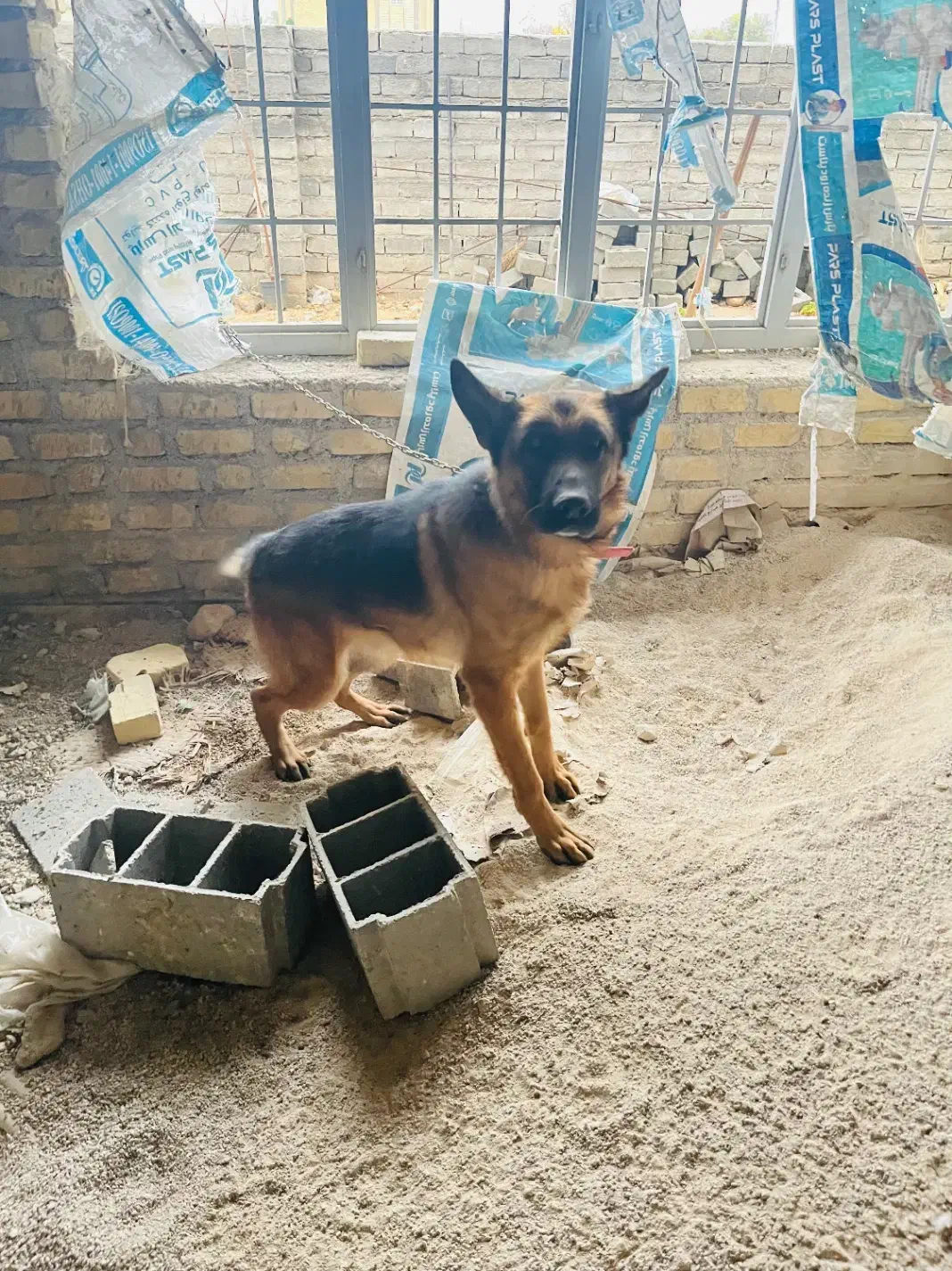 فروشی بدلیل نداشتن مکان برا نگهداری|سگ|فیروزآباد (فارس), |دیوار