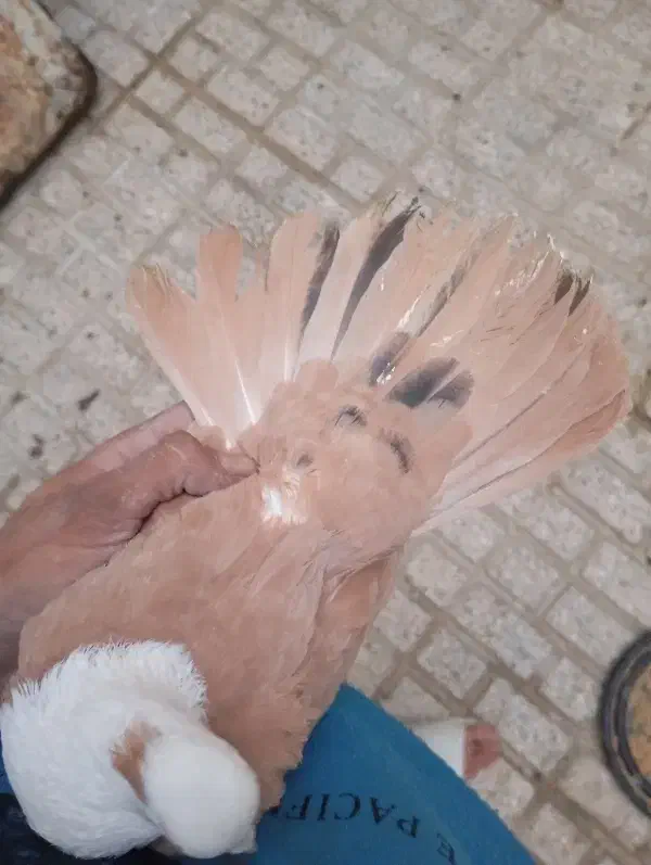 کلاغ کربلایی|پرنده|مشهد, شهرک شیرین|دیوار