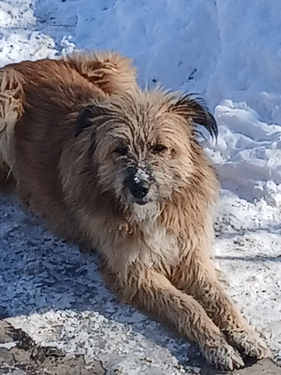 سگ‌حرف‌گوش‌کن|سگ|هشترود, |دیوار