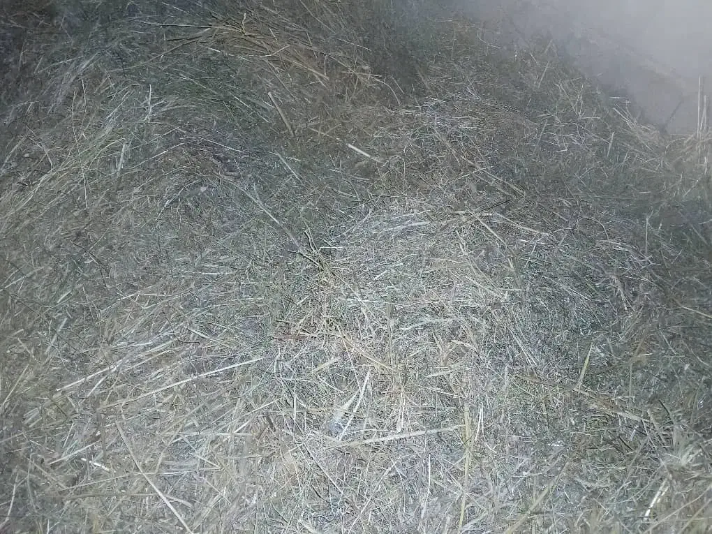 علف سبز بهار|عمدهفروشی|مسجد سلیمان, |دیوار