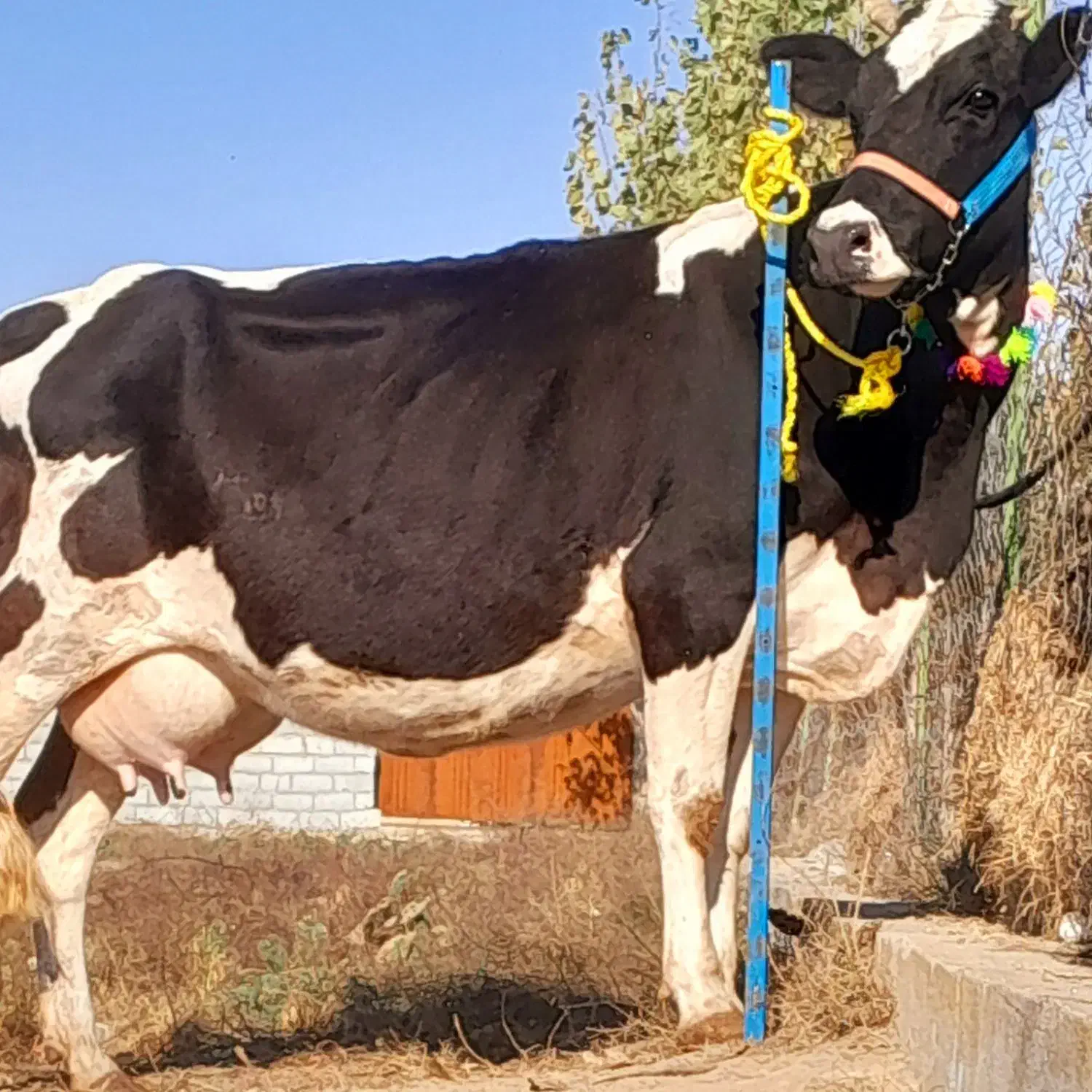 گاو شیری هلشتاین بدون گوساله|حیوانات مزرعه|بندر ترکمن, |دیوار