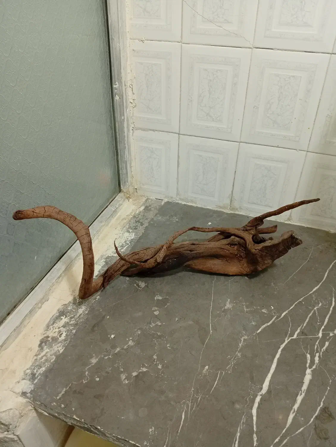 سرگرمی و فراقت|ماهی|شاهینشهر, گرگاب|دیوار