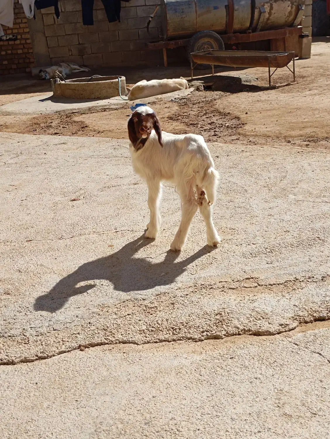 کاور نر سنجابی|حیوانات مزرعه|ماهیدشت, |دیوار