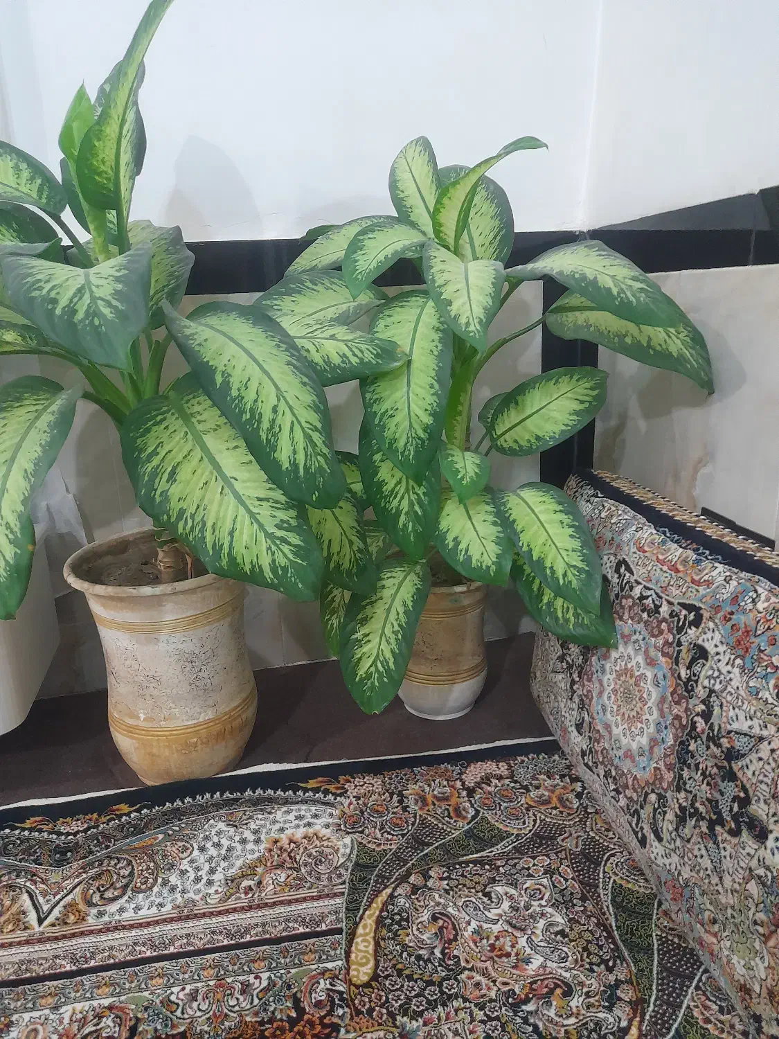 گل زینتی وزیبا|گل و گیاه طبیعی|سروآباد, |دیوار