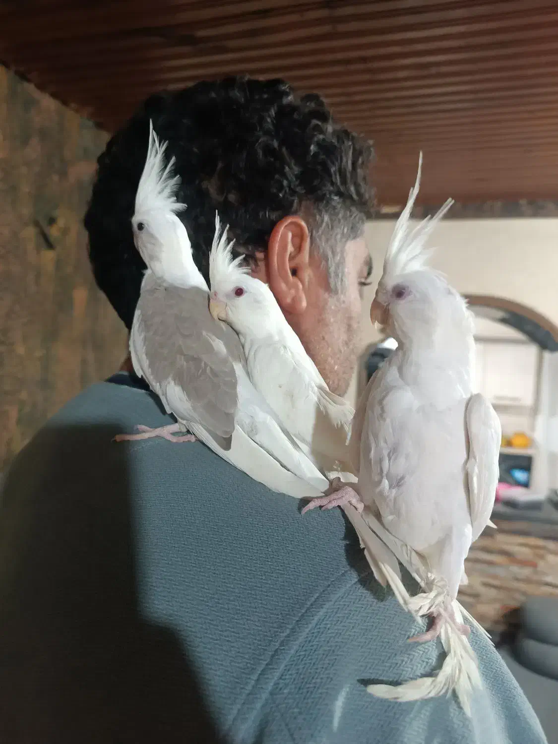 عروس هلندی|پرنده|تالش, جوکندان|دیوار