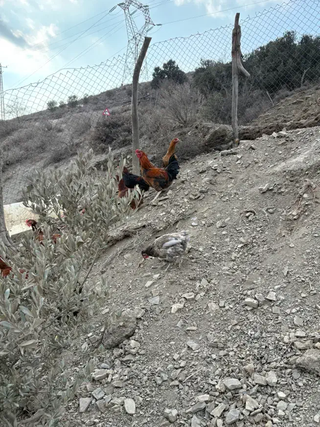 حیوان مزرع خروس|حیوانات مزرعه|رودبار, |دیوار