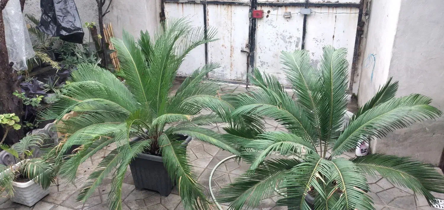 گل سیکاس و لیندا|گل و گیاه طبیعی|ارطه, |دیوار