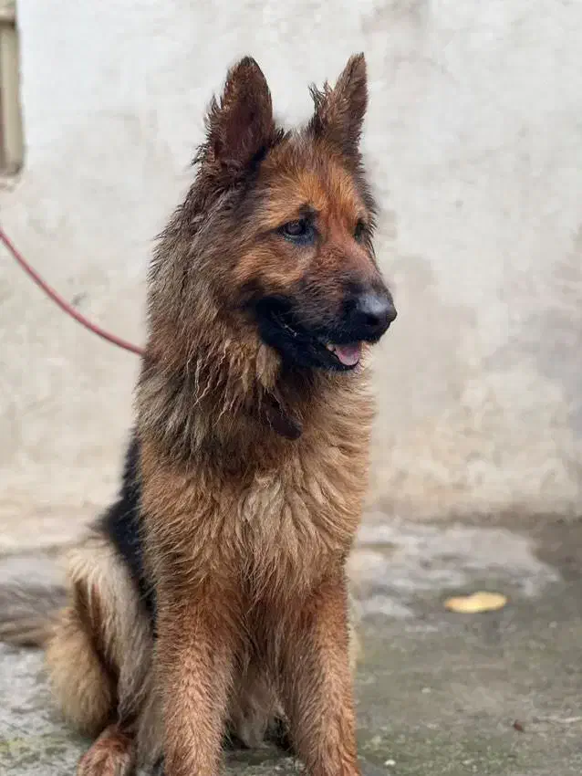 ژرمن ماده شولاین|سگ|گنبد کاووس, |دیوار