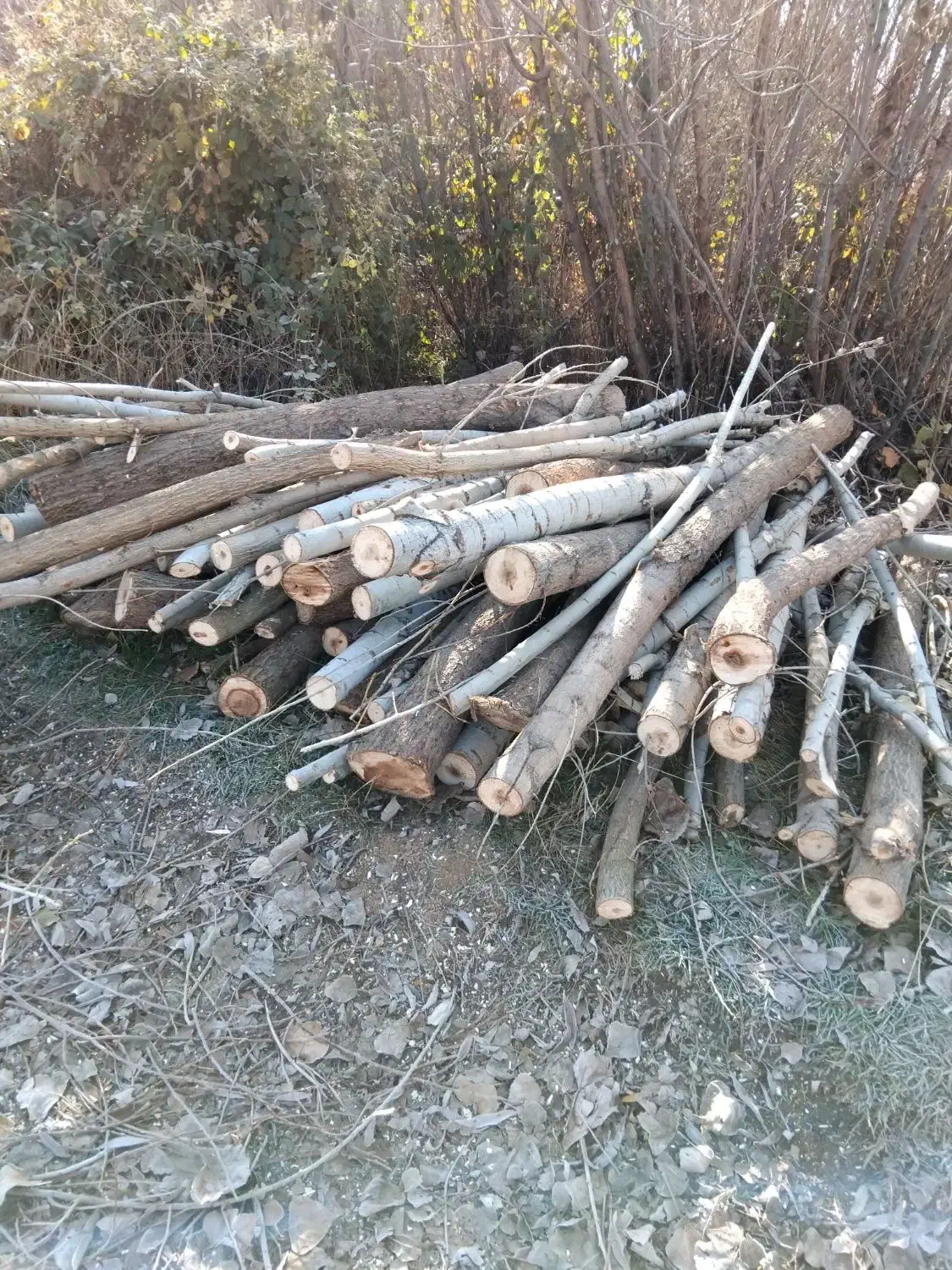 چوب|خدمات باغبانی و درختکاری|الشتر, |دیوار