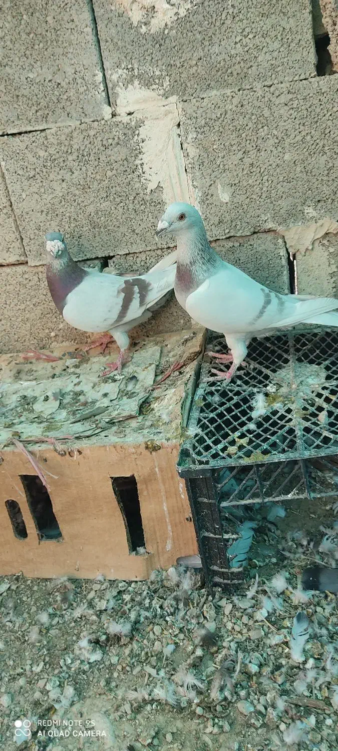 کبوتر سوسنی پیازی|پرنده|خشت, |دیوار