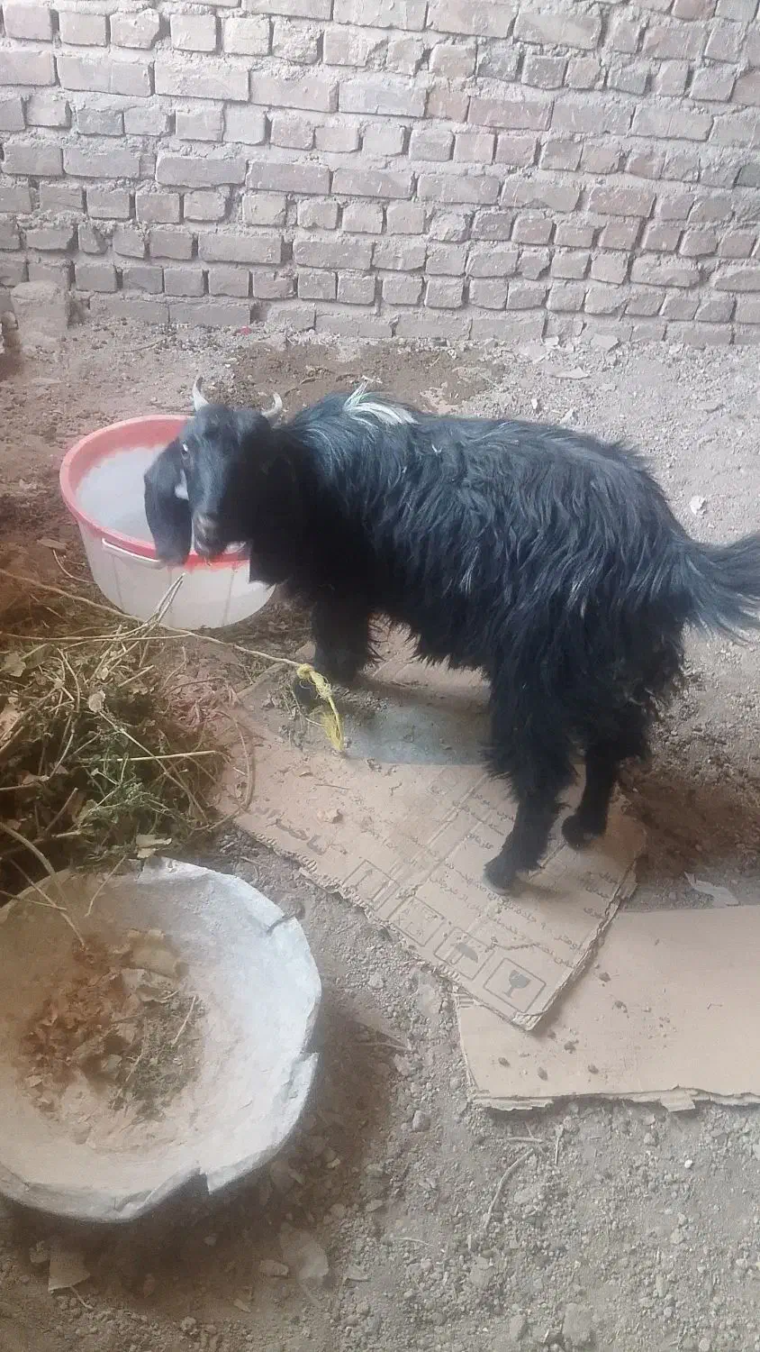 سلام بزفروشی هستن یا مشتری کنار میایم|حیوانات مزرعه|خاش, |دیوار