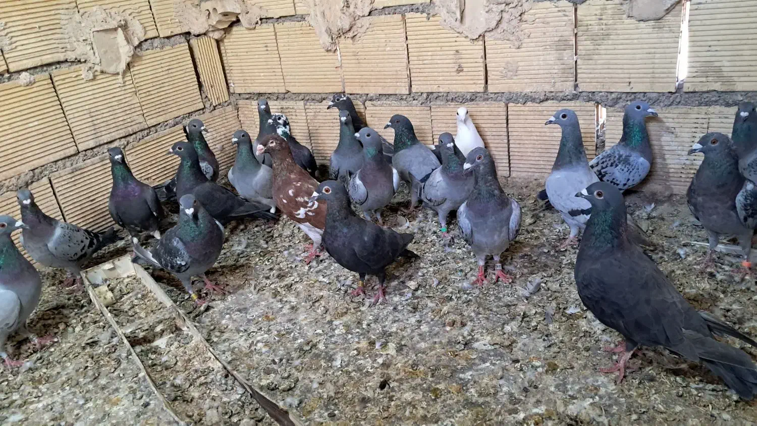 کبوتر پلاکی|پرنده|اهواز, ملاشیه|دیوار