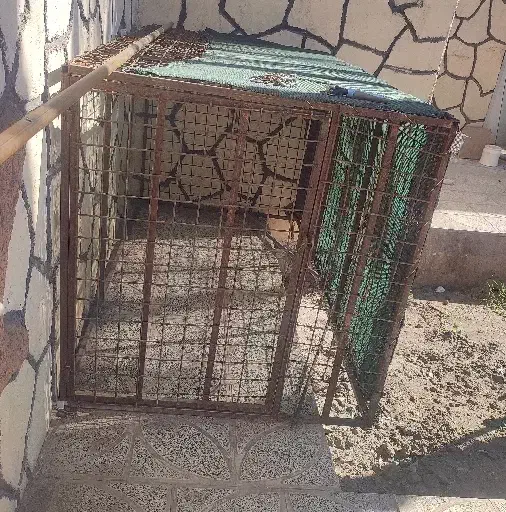 قفس یا توری مرغی|لوازم جانبی حیوانات|بم, |دیوار