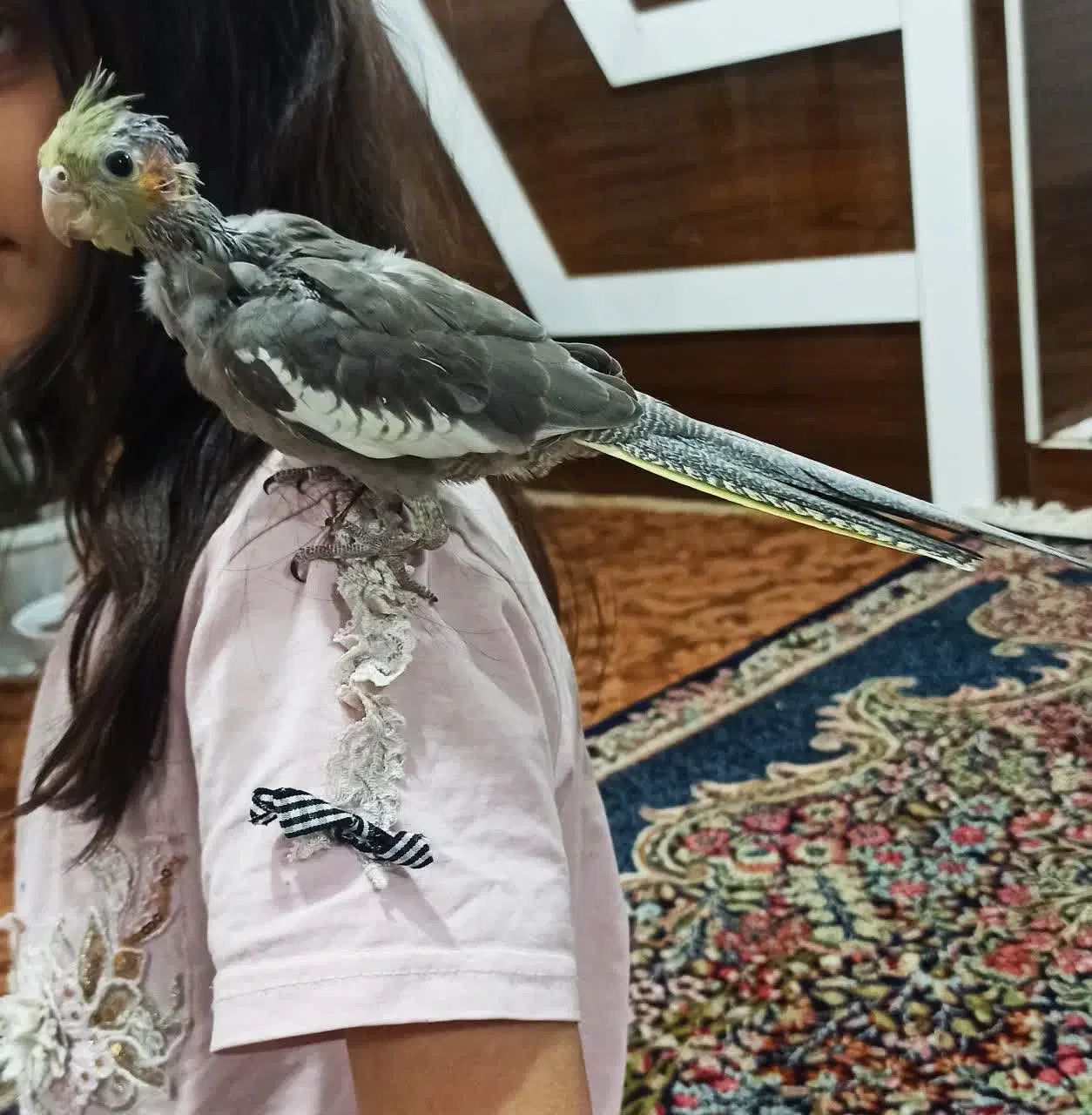 فروش دو عدد جوجه عروس هلندی دستی|پرنده|نرماشیر, |دیوار