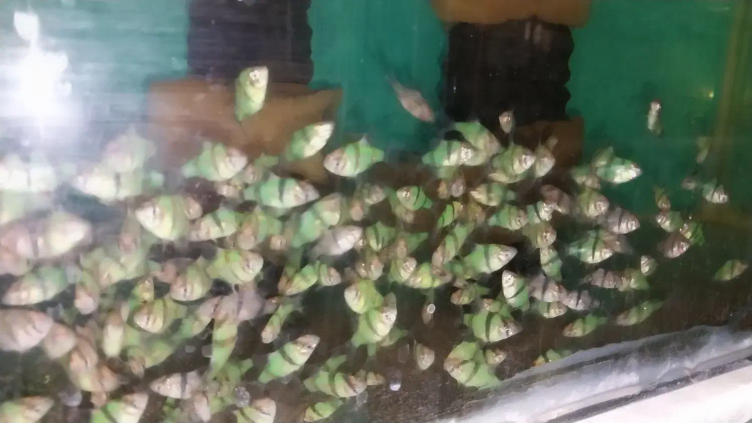 تایگر بارب و...|ماهی|قزوین, |دیوار