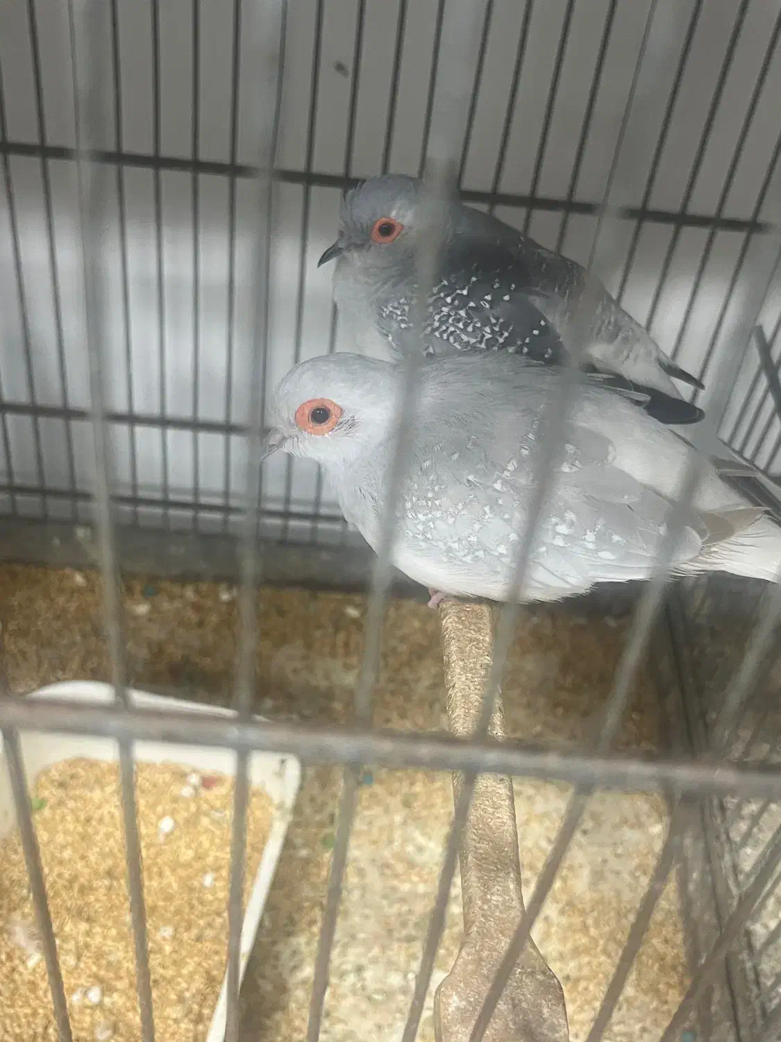 کبوتر|پرنده|قشم, |دیوار