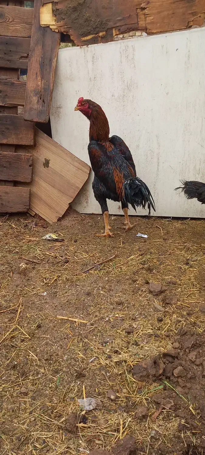 مرغ وخروس لاری|حیوانات مزرعه|یزد, |دیوار