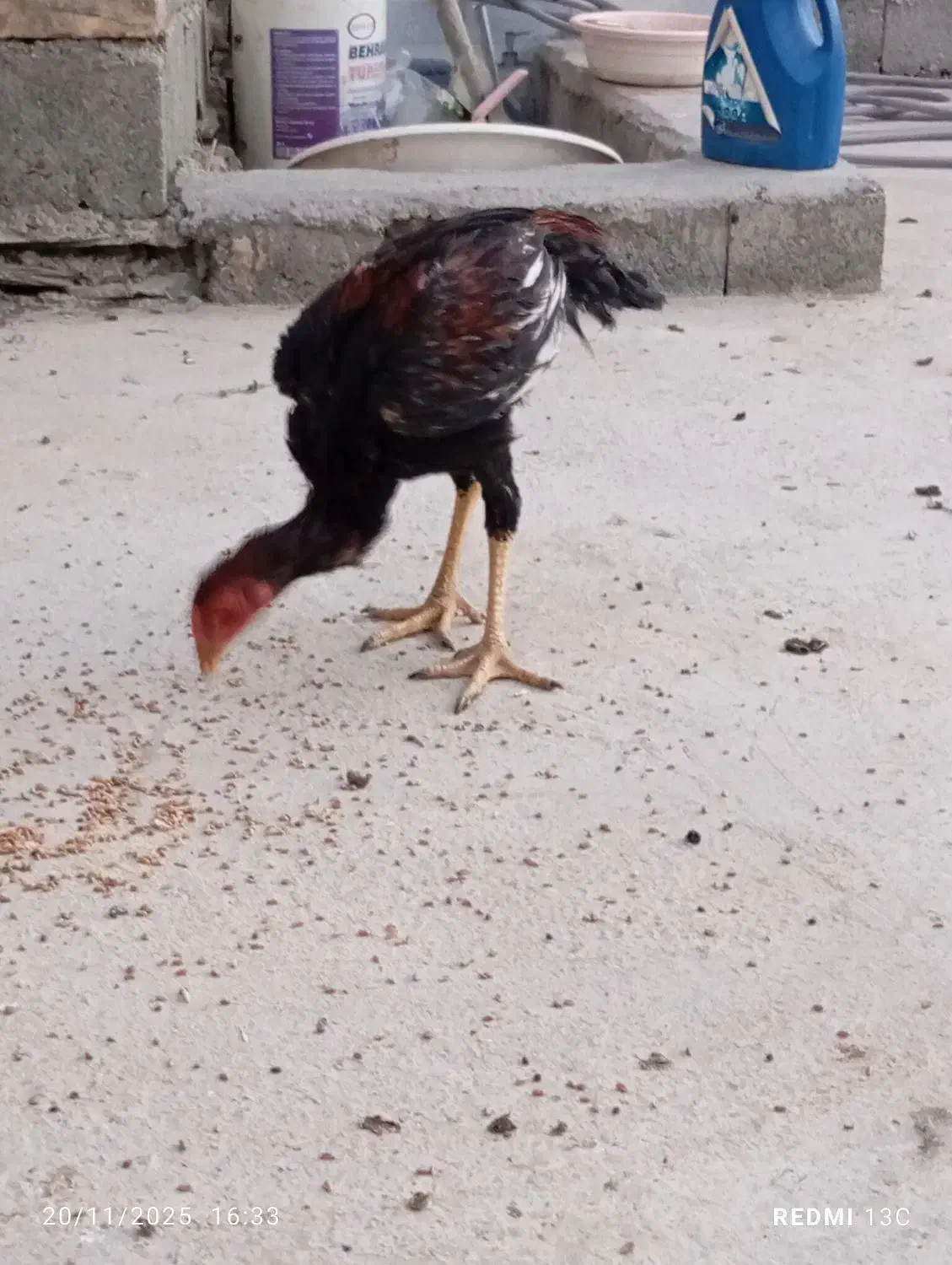 مرغ خروس جوانه|پرنده|جالق, |دیوار