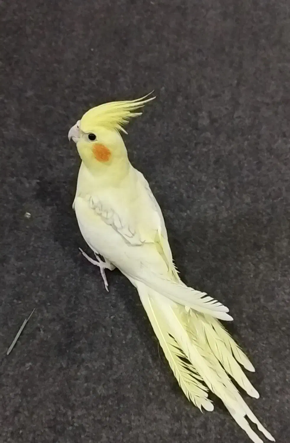 عروس هلندی دوکت لوتینو پروانه ای قرینه|پرنده|لار, |دیوار