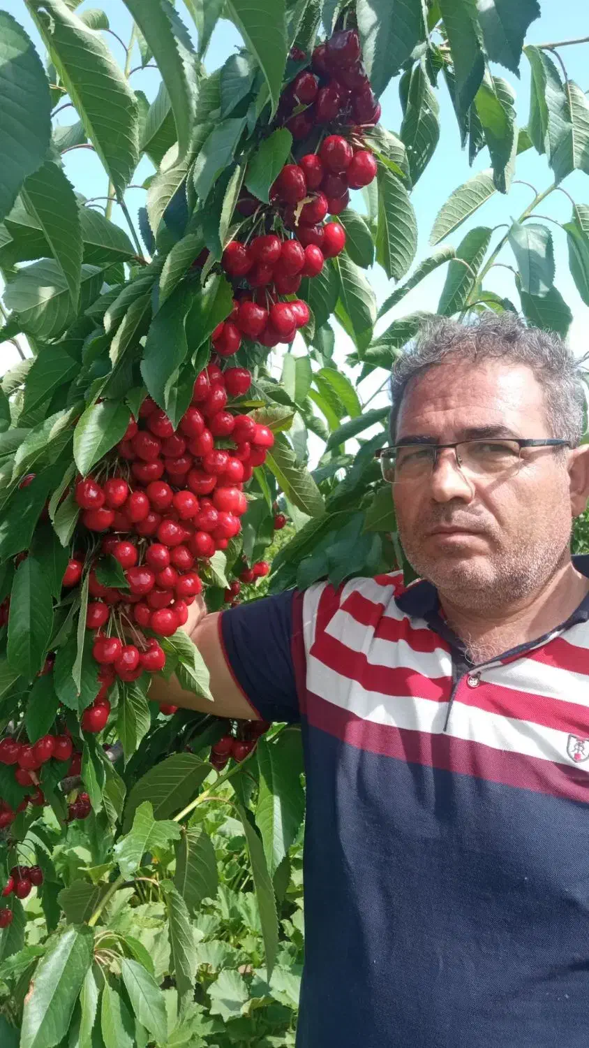 درختکاری|خدمات باغبانی و درختکاری|محمدشهر, شهرک پیام (مهرالبرز)|دیوار