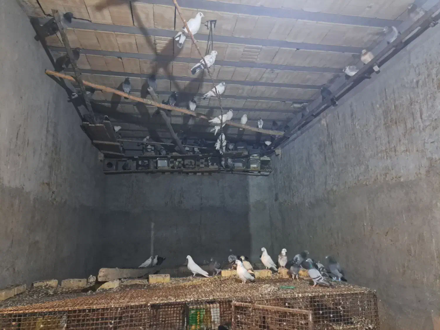 کفتر پرشی زاجر|پرنده|اشکذر, |دیوار