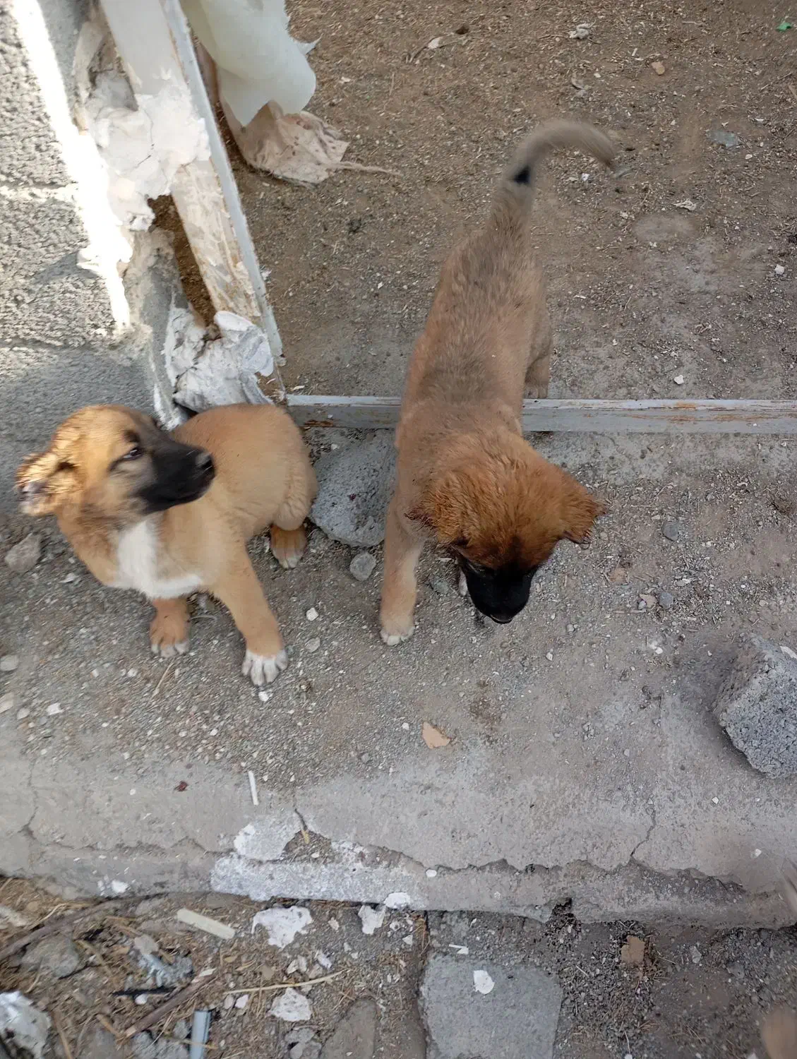 توله سگ آلابای دم کوتاه|سگ|رباطکریم, حصار مهتر|دیوار