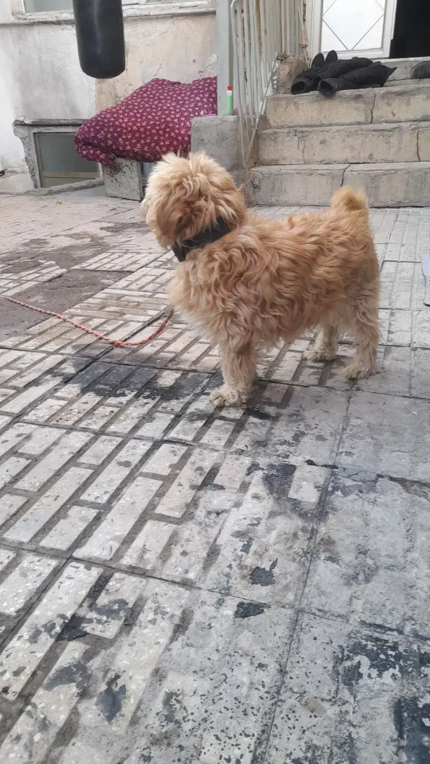 سگ شیپزو|سگ|اردبیل, |دیوار