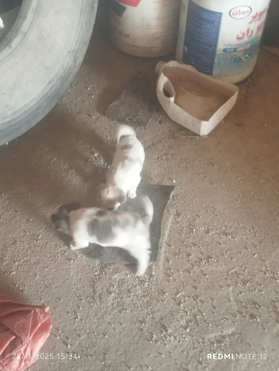 سگ پا کوتاه|سگ|کرمانشاه, |دیوار