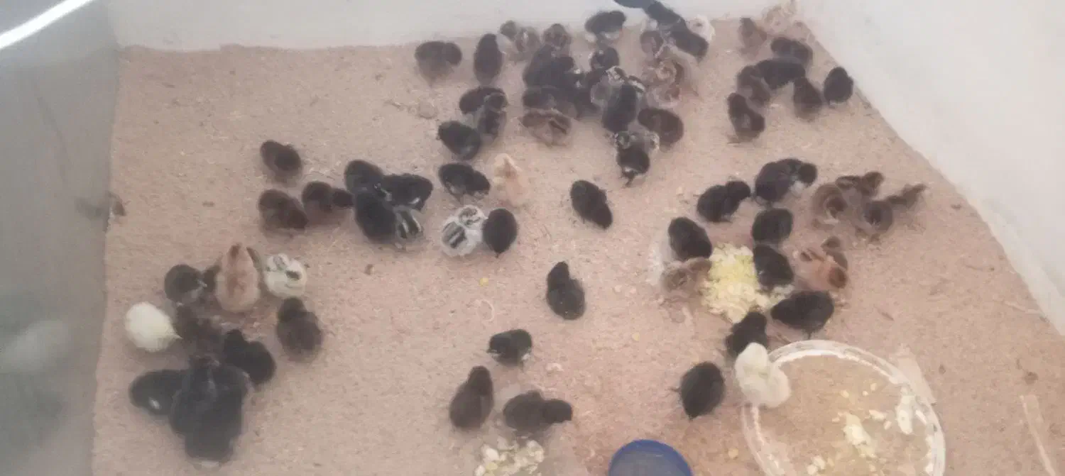 جوجه دورگه گلپایگان گلین|حیوانات مزرعه|دهگلان, |دیوار