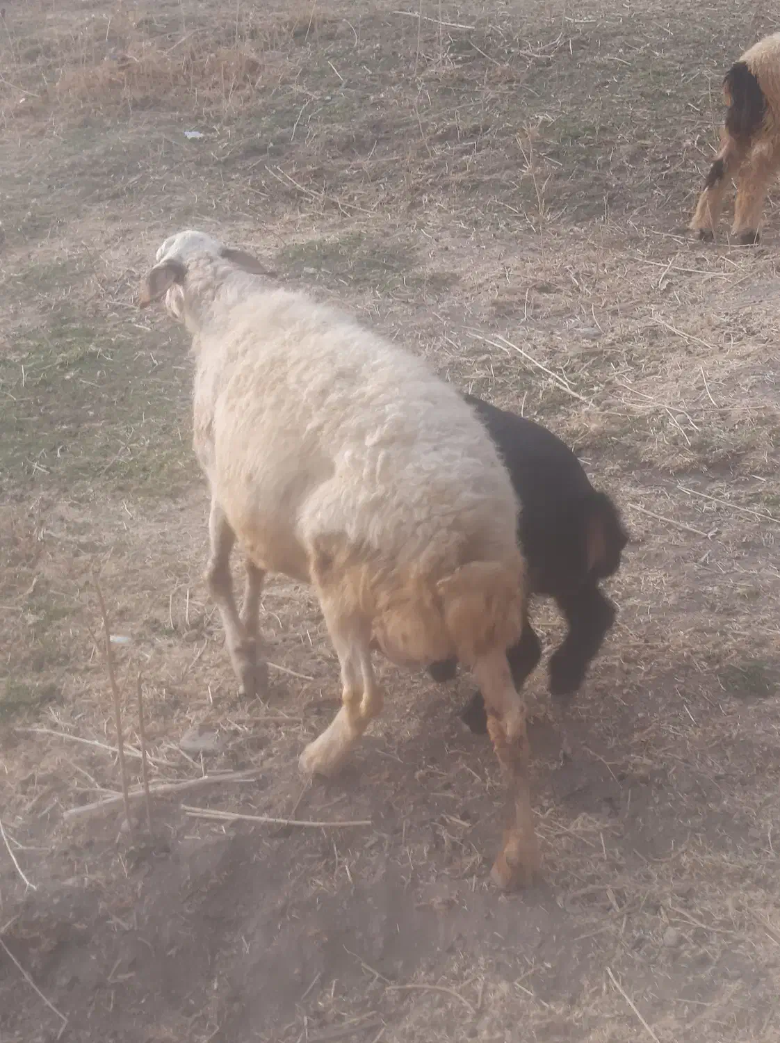 میش بره|حیوانات مزرعه|پاپی, |دیوار