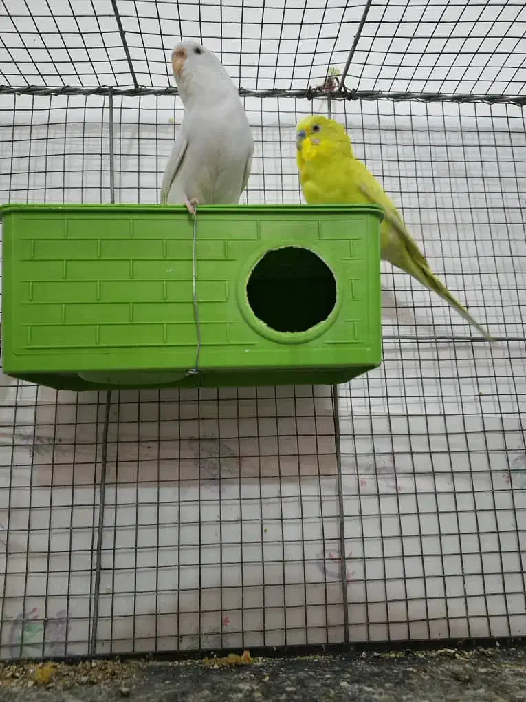 مرغ عشق خوش رنگ و خوش ذات و خوش قیمت|پرنده|فسا, |دیوار