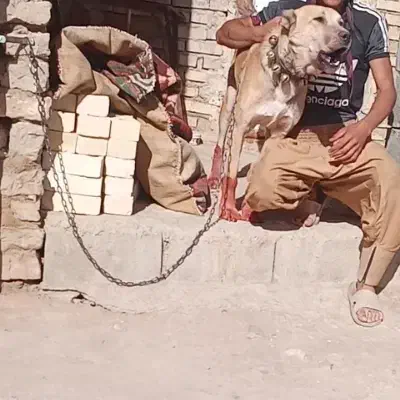 سگ خراسانی|سگ|مشهد, همت آباد|دیوار